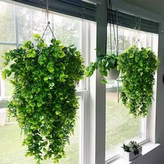 two hanging plants in front of a window