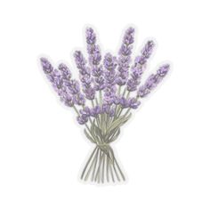 a bunch of lavender flowers on a white background