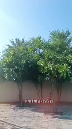 trees are lined up on the side of a building