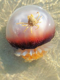 an orange and white jellyfish in the water