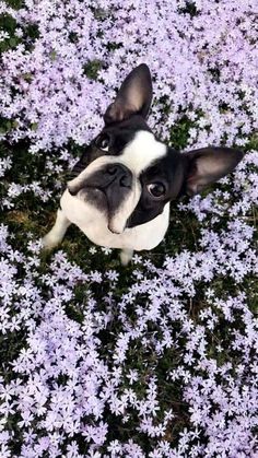 a small black and white dog sitting in the middle of purple flowered grass with it's eyes open