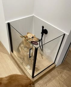 there is a dog that is sitting in the glass box on the floor next to the door