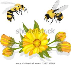 three bees flying over yellow flowers on a white background with clippings for text