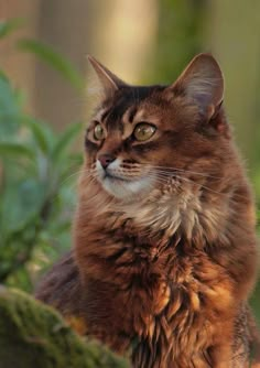 a brown cat sitting on top of a tree branch