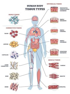 the human body and its different types of tissues, including stomachs, livers, kidney