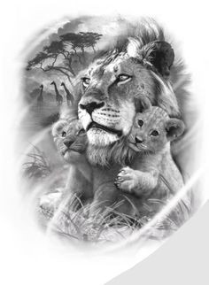 a black and white drawing of a lion with two cubs in front of an image of giraffes