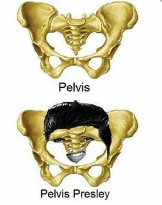 two different views of the pelvici and pelvi's presely