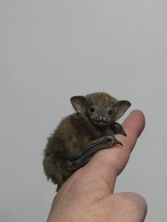 a small brown bat sitting on top of a persons hand in front of a white wall