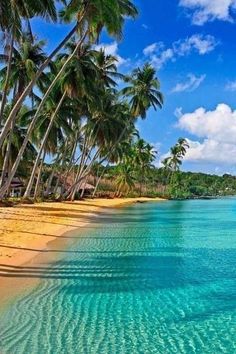 the beach is lined with palm trees and clear water