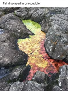 the rocks are covered in colorful algae and mossy green water with yellow, red, and orange flecks