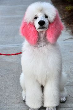 a white poodle with pink fur on it's head sitting on a sidewalk