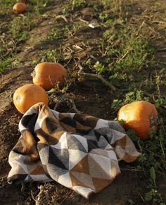 some pumpkins are laying on the ground in an area with dirt and grass that has been covered by a blanket