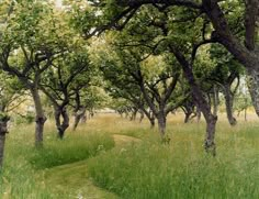 a dirt path in the middle of an open field with lots of trees on both sides