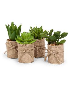 three succulents in burlock wrapped vases with twine ties