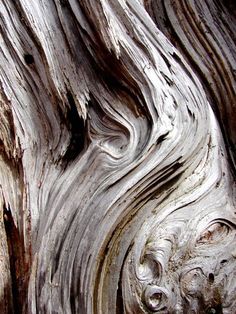 an old tree trunk with some very interesting patterns on it's woodgrains