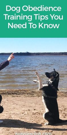 Dog Obedience Training Tips You Need To Know How To Train Dogs, Obedience Training For Dogs, Train Dogs, Train A Dog, Dog Training Ideas, Dog Behavior Training, Easiest Dogs To Train, Training At Home, Dog Behavior Problems