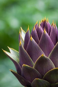 an artichoke is shown in close up view