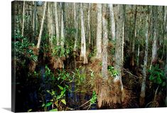 a swampy area with lots of trees and plants