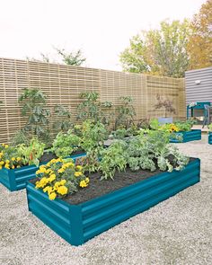 an outdoor garden with blue raised planters and yellow flowers in the foreground, next to a wooden fence