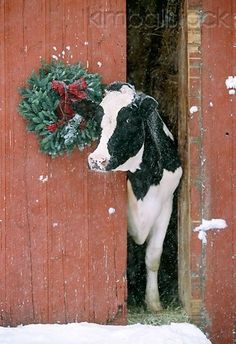 a black and white cow standing in front of a barn door with a wreath on it