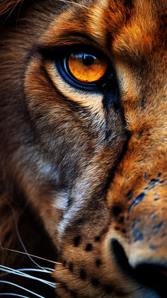 The intense gaze of a wild lion, its eyes reflecting unwavering focus and determination. Lions Eyes Drawing, Lion Animal Photography, Photos Of Lions, Lion Eye Drawing, Animal Eyes Photography, Lion Eyes Drawing, Lion Face Photography, Lion Eye Tattoo, Lions Photography