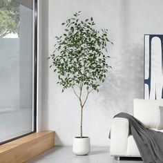 a living room with a white couch and a potted plant on the floor in front of a window