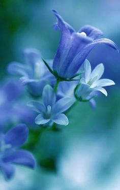 blue flowers with white petals in the foreground and blurry backround background