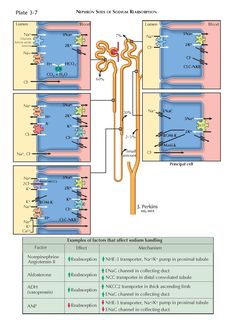 the diagram shows different types of membranes and their functions