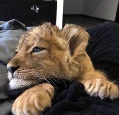 a close up of a lion laying on a bed