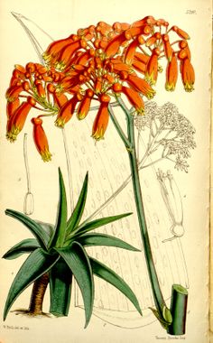 an old book with flowers and plants on the pages, including one orange flowered plant