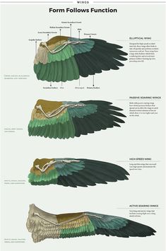 different types of wings and their functions