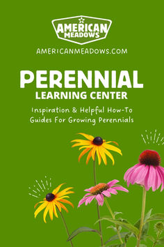 Looking for inspiration and helpful tips for perennial gardening? You've come to the right place! Get expert advice on planting pre-planned gardens, perennials, and bare roots, and find detailed planting guides for our most popular plants. Popular Plants, Grow Wildflowers, American Meadows, Gardening Advice, Bulb Flowers, Perennial Plants, Learning Centers, Daffodils, Helpful Tips