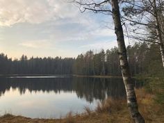 a large body of water surrounded by trees in the middle of a forest with no leaves on it