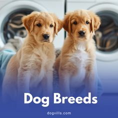 two puppies sitting next to each other in front of washers with the words dog breeds above them