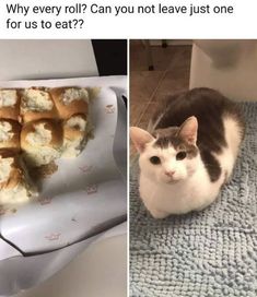 a cat sitting on top of a towel next to an image of food in a basket