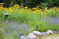 a field full of yellow and purple flowers next to a stone wall in front of trees