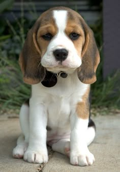 a puppy is sitting on the ground outside