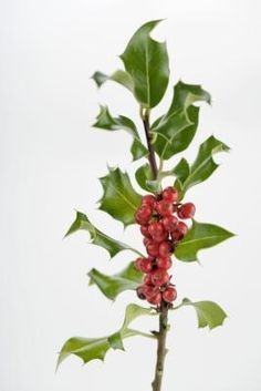 a plant with red berries and green leaves