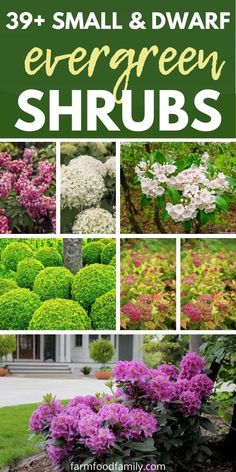 39 Small and Dwarf Evergreen Shrubs For Small Landscapes 44 Small Low Maintenance Shrubs, Small Evergreen Garden Ideas, Small Shrubs In Front Of House, Small Bushes For Landscaping, Small Shrubs For Landscaping, Low Growing Evergreen Shrubs, Evergreen Foundation Planting, Small Evergreen Shrubs, Shrubs For Landscaping