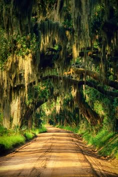 a dirt road with trees covered in moss and hanging from the ceiling overhangs