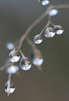 drops of water hanging from a tree branch