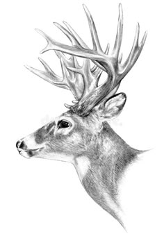 a black and white drawing of a deer's head