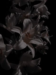 some white flowers are blooming in the dark