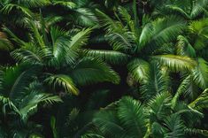 Let these dark tropical shadows set a relaxed adventurous vibe! High Resolution digital image of Hawaii Rain Forest in Kona, Hawaii. This image can be printed huge due to its detail or zoomed in and cropped for a large digital background. One of my most detailed photos ever and my favorite for my computer and tablet background or Samsung Frame TV. This can also be printed large for a home or office wall. Printable digital art is a cost-effective and convenient way to personalize your modern mini Hawaii Rain, Tablet Background, Dark Tropical, Modern Minimalist Home, Kona Hawaii, Forest Background, Aviation Photography, Rain Forest, Tropical Forest