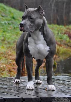 a large gray and white dog standing on top of a wooden platform in the woods