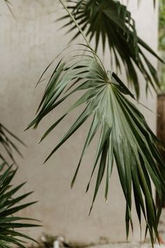 a bird sitting on the ground next to some palm trees