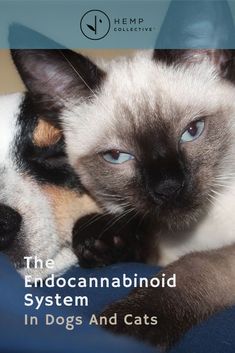 the endocananbinooid system in dogs and cats