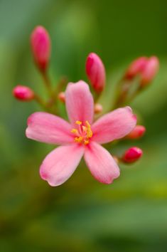 a pink flower with yellow stamens and green leaves in the backgroud