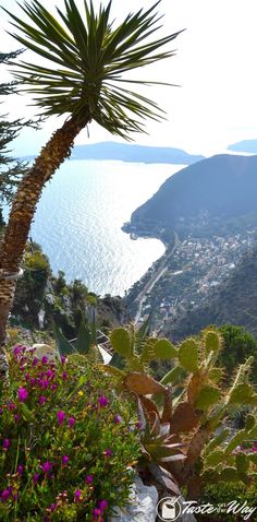 a palm tree on top of a hill next to flowers and the ocean in the background