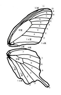 a butterfly's wing is shown with numbers on it